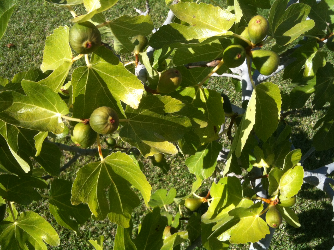 fig.JPG